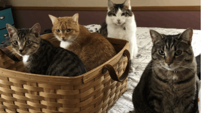 Adoption Policy